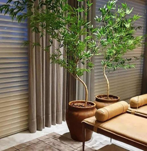 decoração com plantas