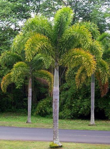 decoração com Palmeira Rabo de Raposa