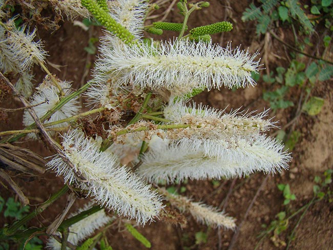 sansão-do-campo