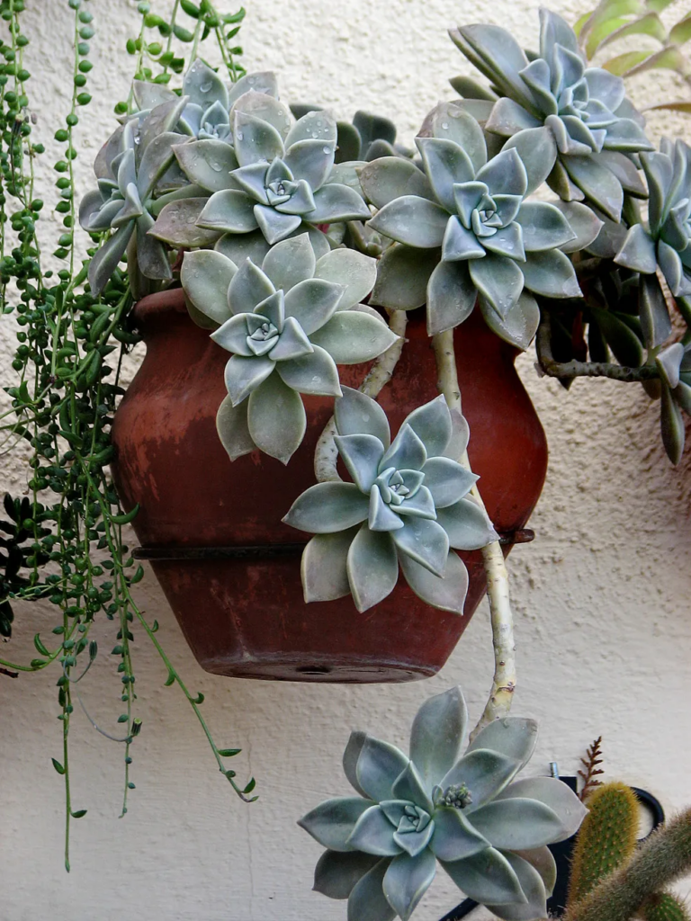 Decoração com Planta-Fantasma