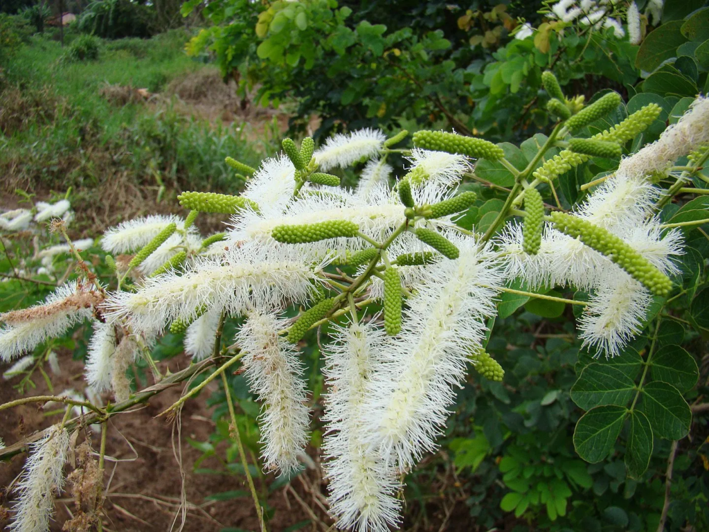 sansão-do-campo